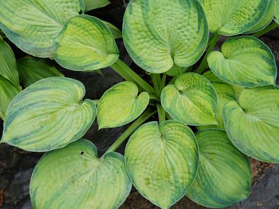 Tokudama Aureonebulosa