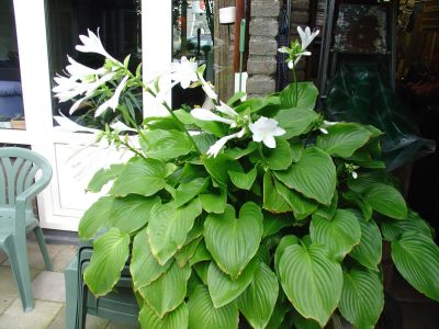 Plantaginea