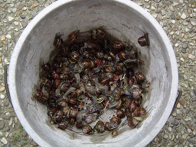 Slakken-weren-met-knoflookextract