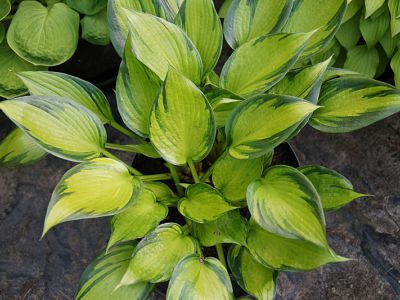 Hosta 'Justine'