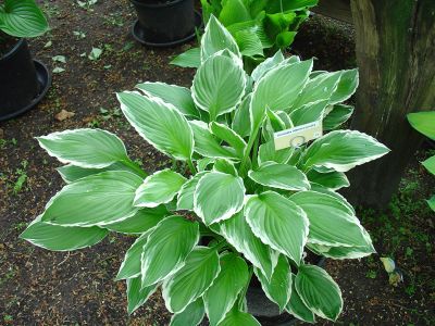 Undulata Albomarginata