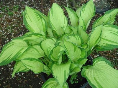 Fortunei Albopicta